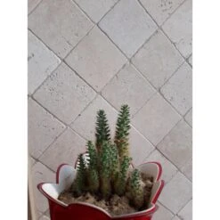 Travertin Medium Vieilli 20x20cm Ep.1cm -Construction Matériaux Magasin Photo dambiance 630252