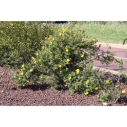 Paillage Minéral Pouzzolane 12/20mm Rouge Big Bag 1 M3 -Construction Matériaux Magasin Photo dambiance 984163